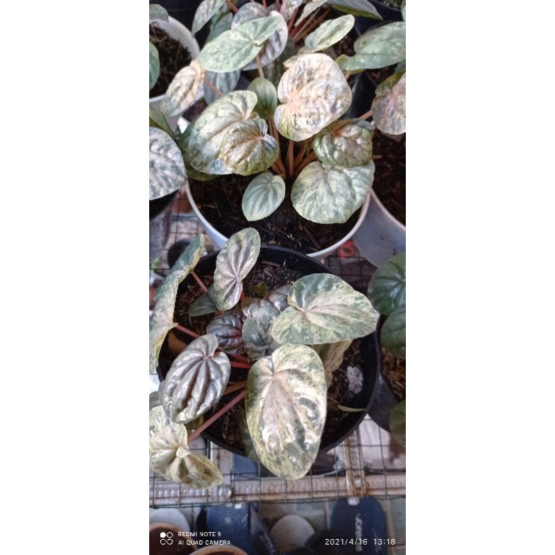 peperomia variegata