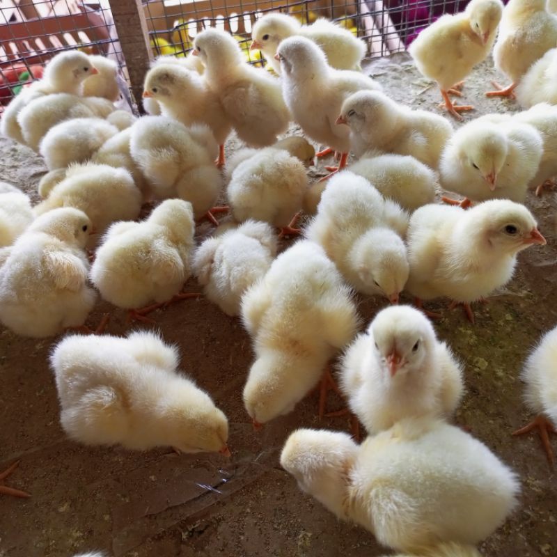 ayam jantan - doc ayam jantan - ayam negeri jantan pejantan