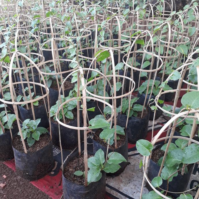 BIBIT BINAHONG DAUN BINAHONG POHON BINAHONG TANAMAN BINAHONG BIBIT TANAMAN