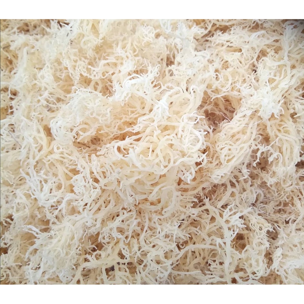 

Rumput Laut Kering Alami Natural Organik/ White Spinosum / Seaweed - 500 gram