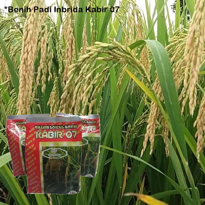 Benih Padi Inbrida Kabir 07