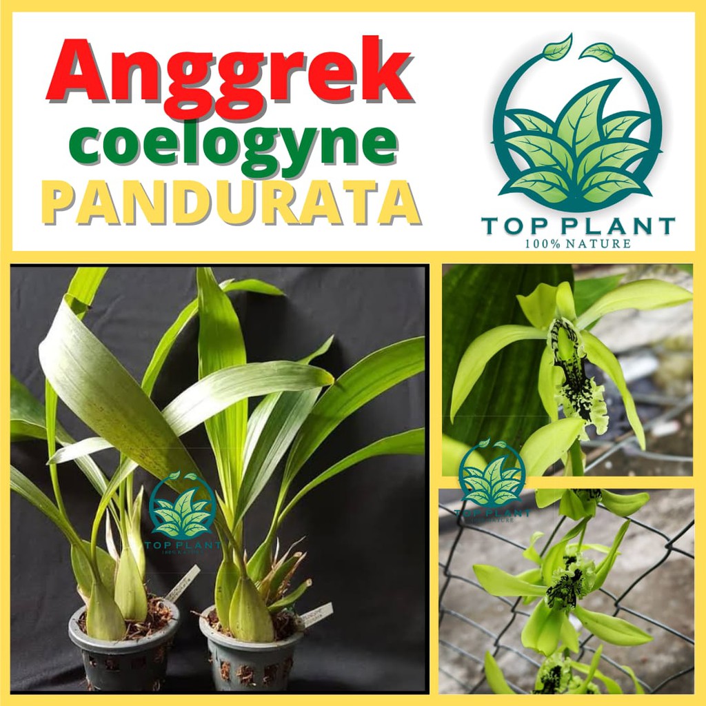 Tanaman Hias Bunga Anggrek Hitam - Coelogyne Pandurata