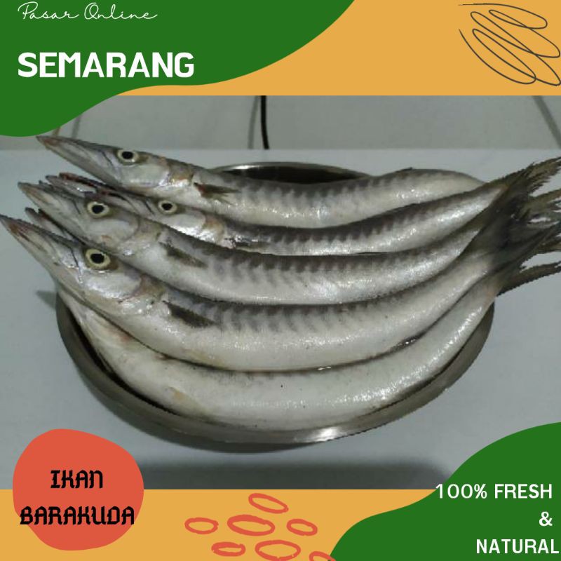 

Ikan Barakuda / Ikan Baracuda / Fresh /Segar /Natural /Hasil Laut /Alami /Belanja Murah Semarang