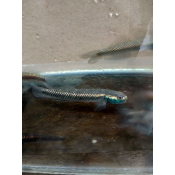 goby blue/aquascape aquarium