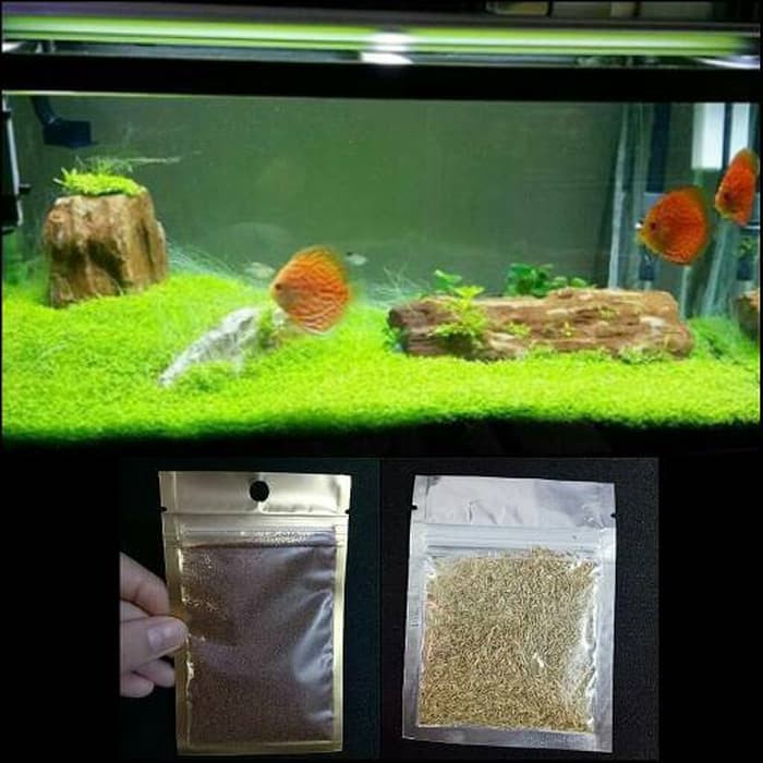 Bibit carpet seed aquascape