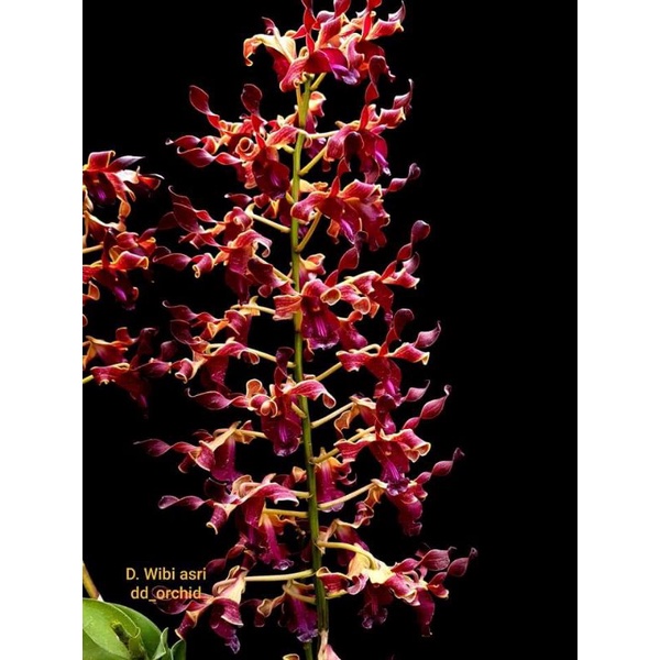 Seedling Anggrek dendrobium jumbo D.Wibi Asri