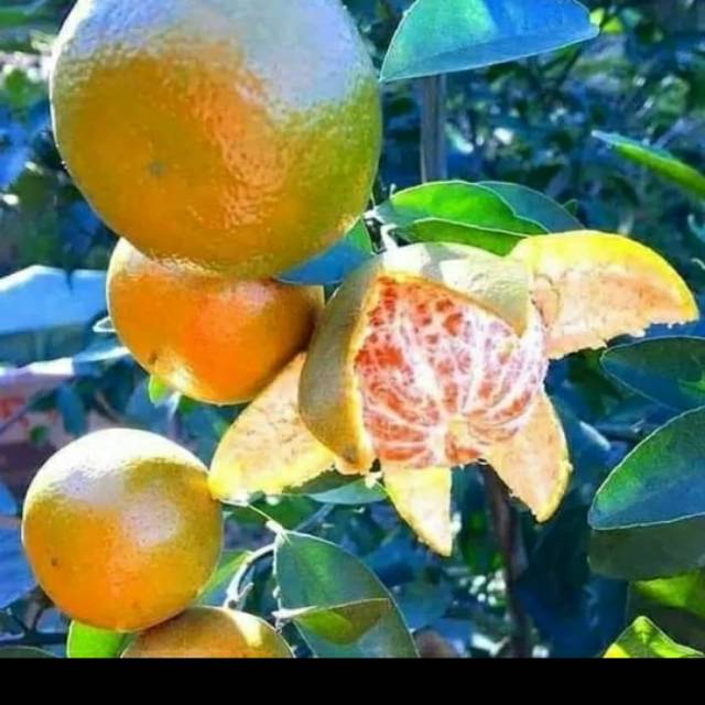 Bibit jeruk keprok kondisi berbuah