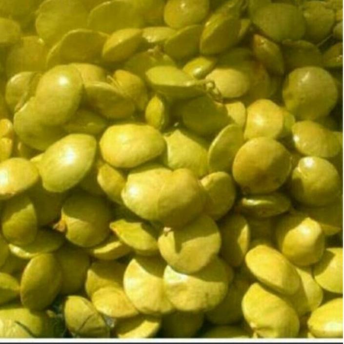 

ㆃ jengkol muda lalap 1kg ฿