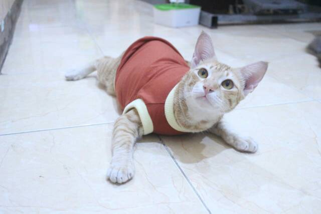 Kaos rumahan untuk kucing dan anjing warna coklat / baju kucing murah size S M L XL