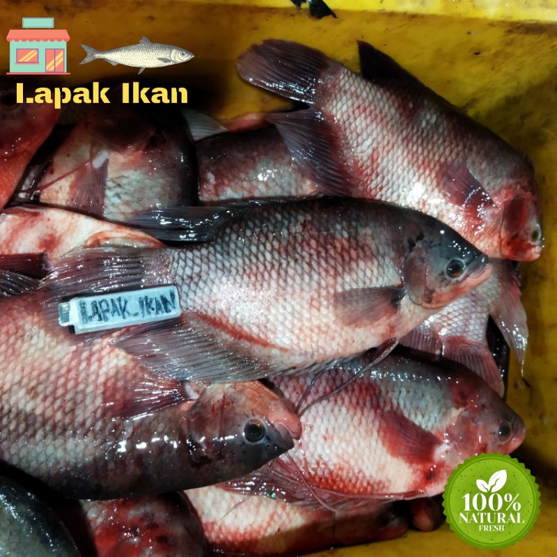 

GROSIR Ikan Gurame Kulitas SEGAR Dan BERGARANSI 5Kilogram / 10Kilogram