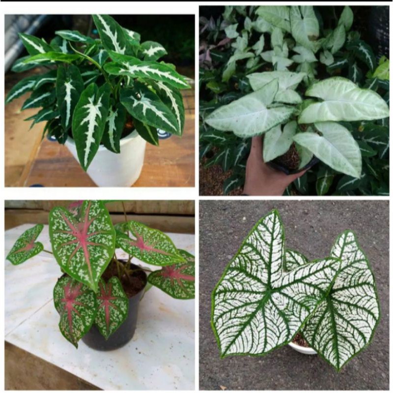 paket 4 tanaman hias 2 syngonium 2 keladi
