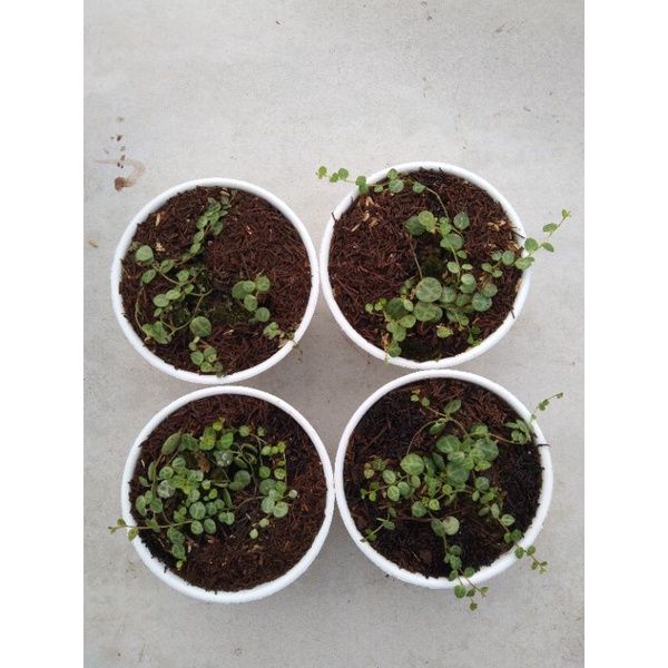 tanaman string of turtle / peperomia prostrata