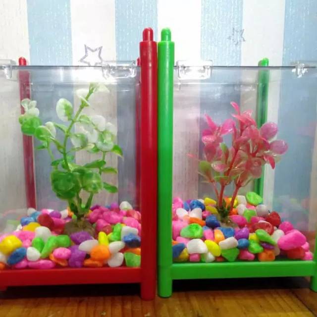 43 Koleksi Aquarium Cupang Shopee Terbaik