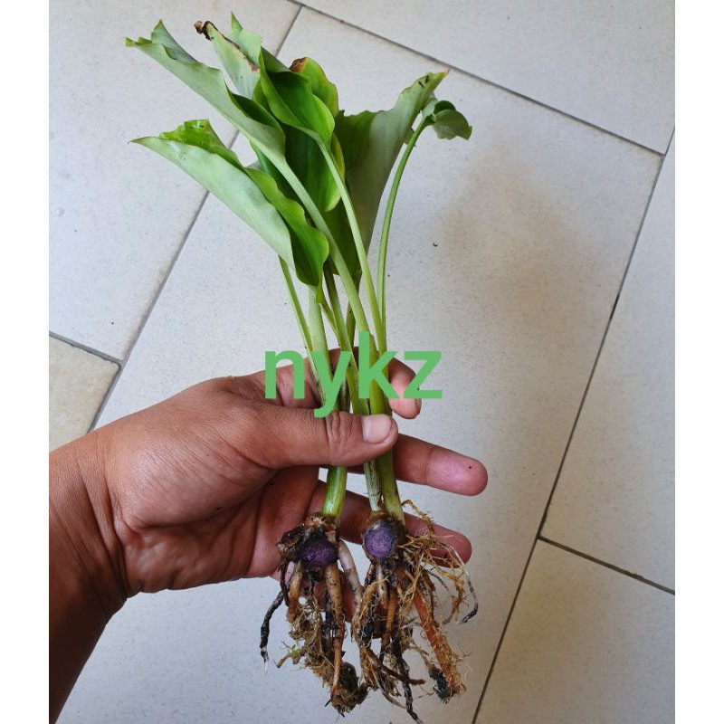 kunyit hitam asli kaempferia parviflora