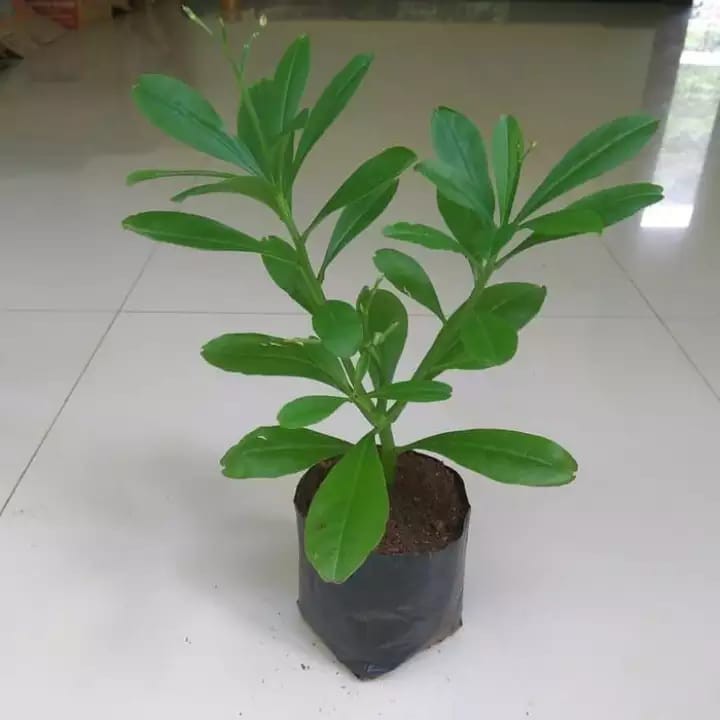 

anaman herbal ginseng hijau ginseng jawa new