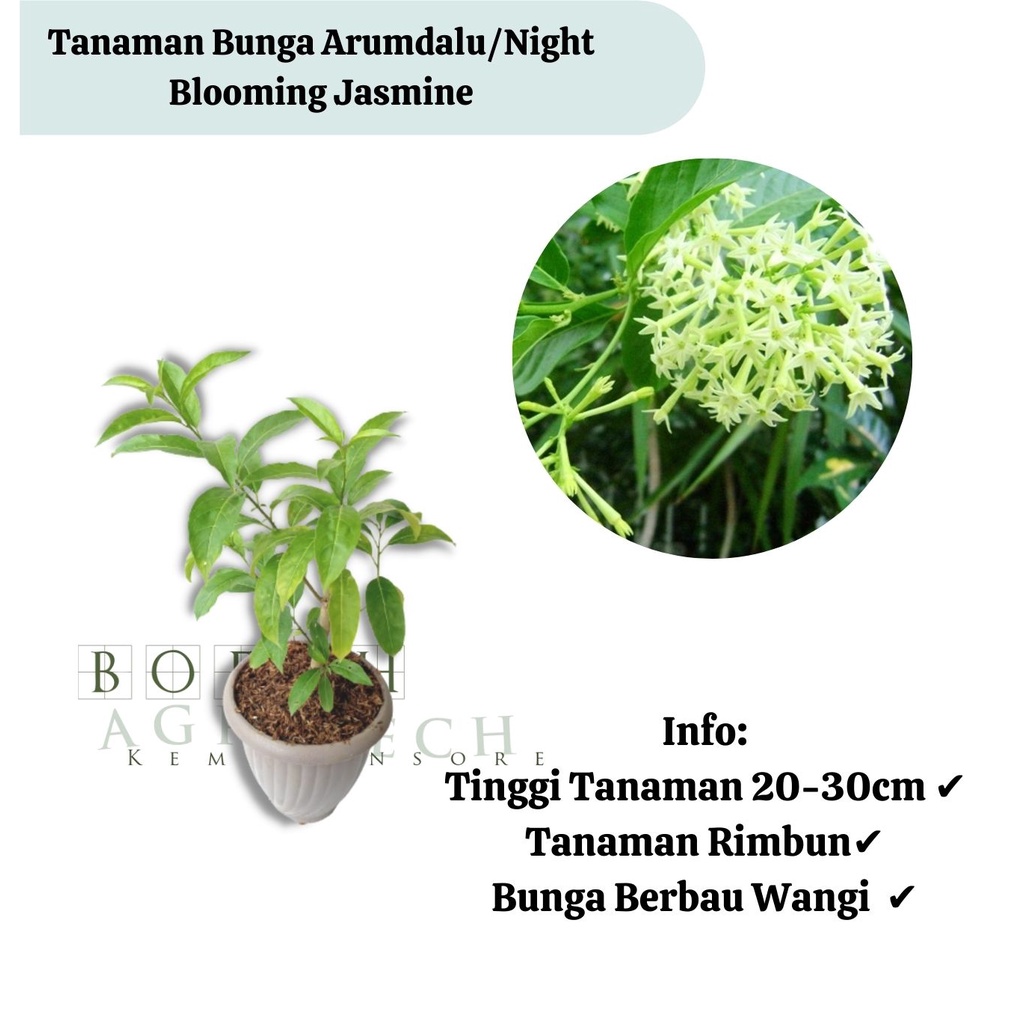 Bibit Tanaman Bunga Arumdalu / Night Blooming Jasmine