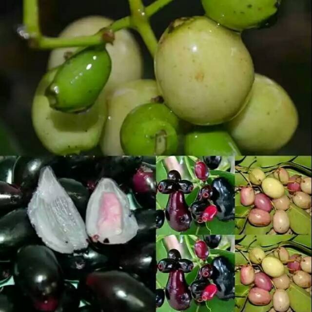 Bibit pohon buah jamblang - buah duwet