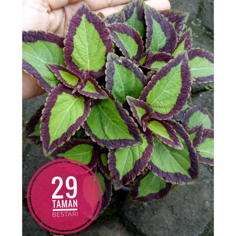 Miana Premium ID BOLU PANDAN, SUDAH BERAKAR 8rb/pohon