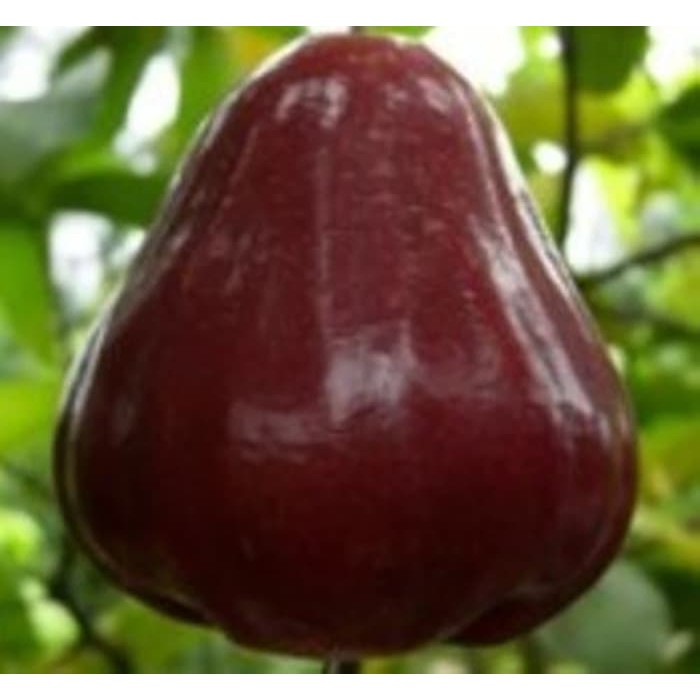 Bibit Tanaman Buah Jambu Air Black Diamond