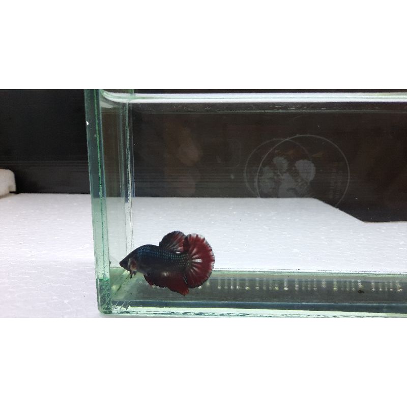 ikan cupang avatar gordon nemo male size -M 3.5 bulan murah