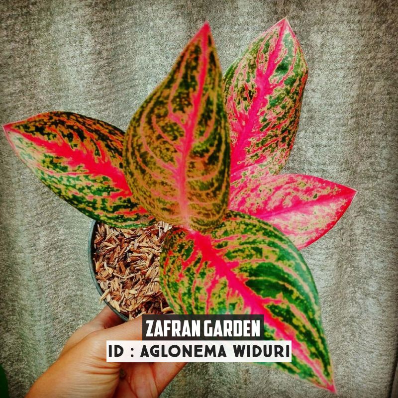 Aglonema Widuri Tulang Merah