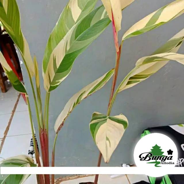 Tanaman hias heliconia varigata-pohon pisang pisangan heliconia varigata