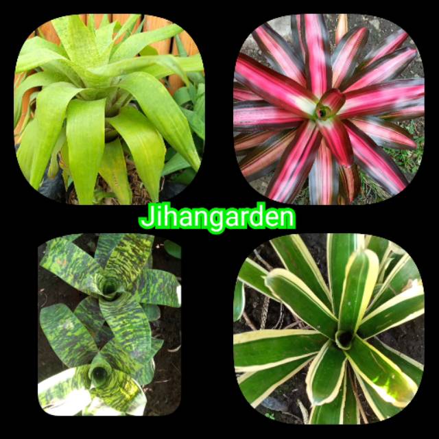 Tanaman paket 4 bromelia