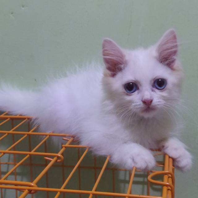 zuliana910729