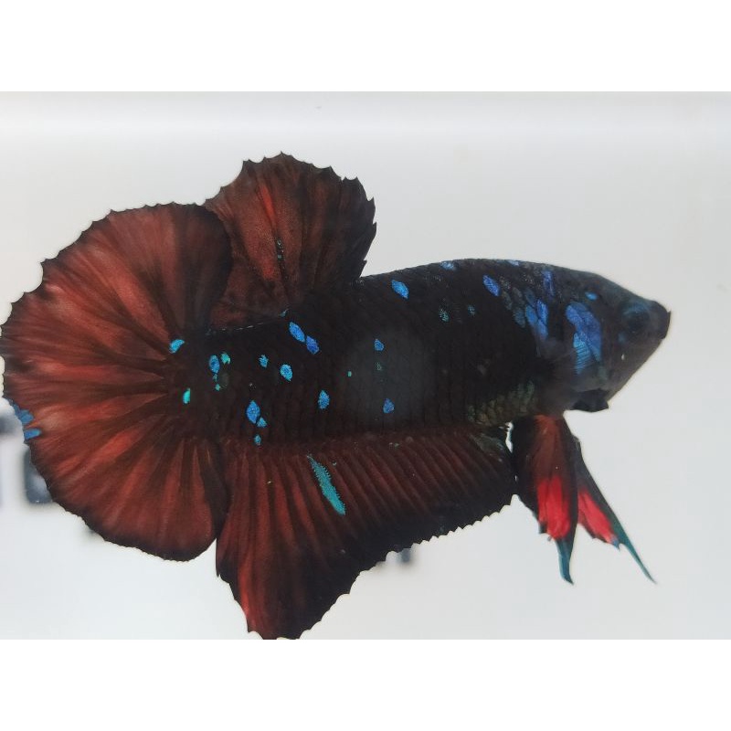 CUPANG AVATAR GORDON-REAL PICT (Ikan sesuai foto)