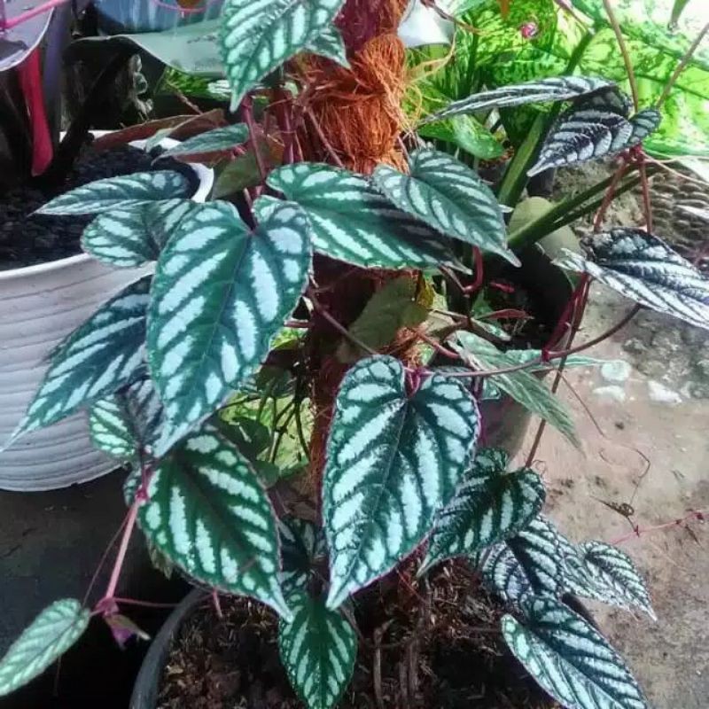 Tanaman rambat sirih keraton - sirih keraton