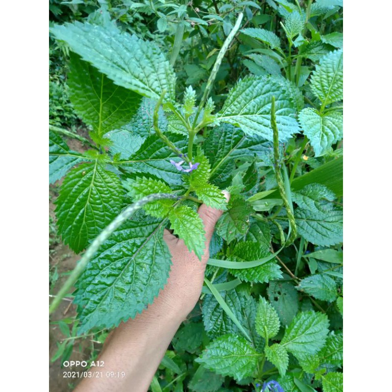 

daun pecut kuda segar 500 gram