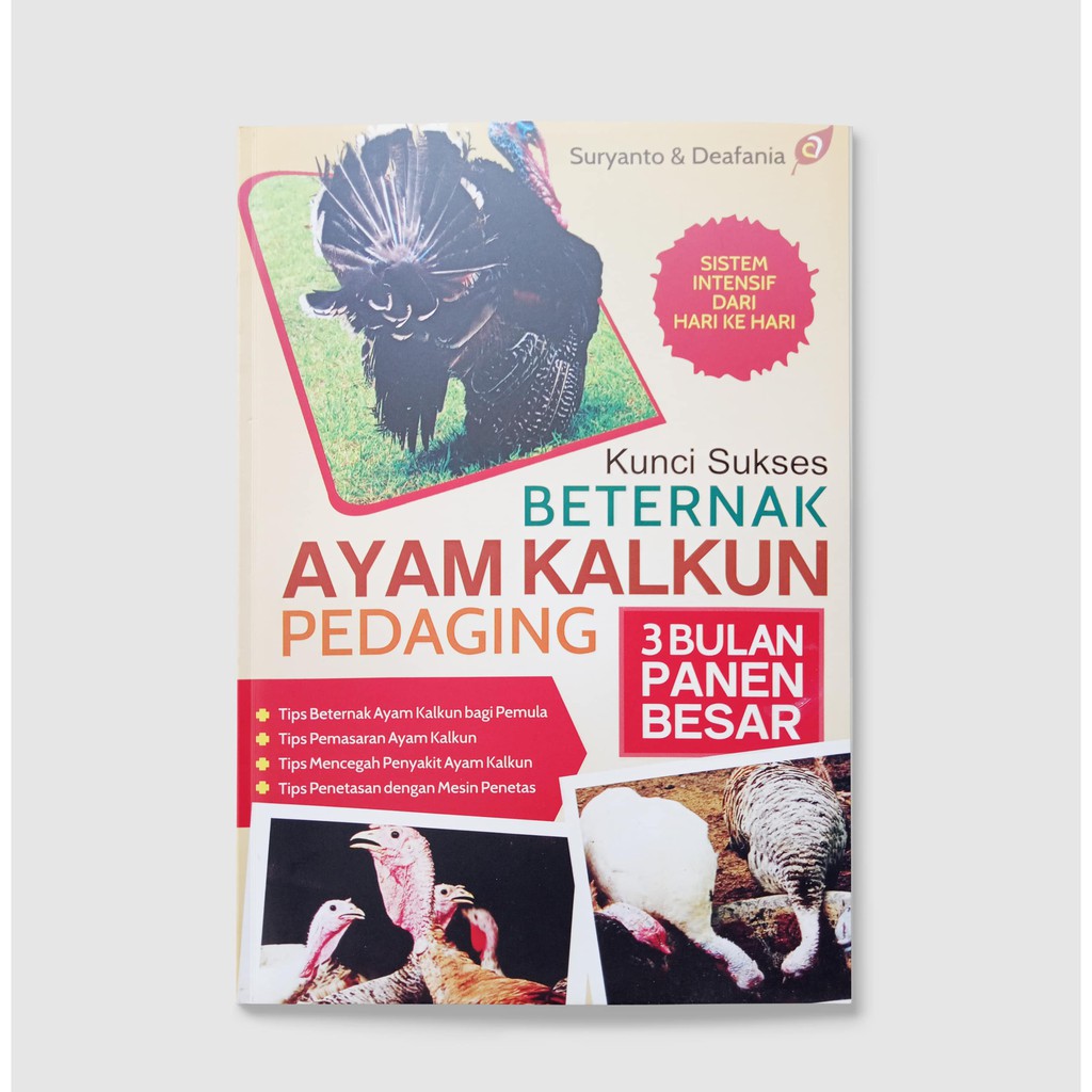 KUNCI SUKSES BETERNAK AYAM KALKUN PEDAGING