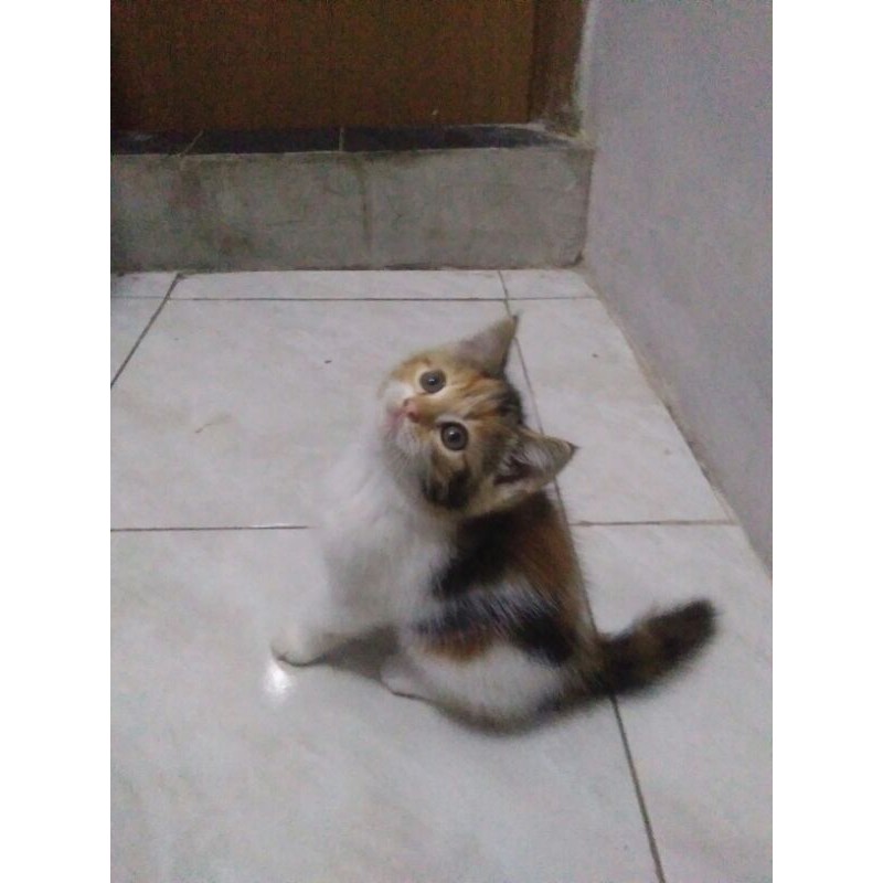 kucing persia medium short hair