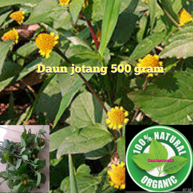 daun jotang glotang 500 grm