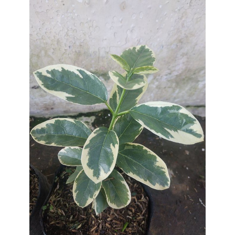 Bahan Bonsai Sancang  Variegata