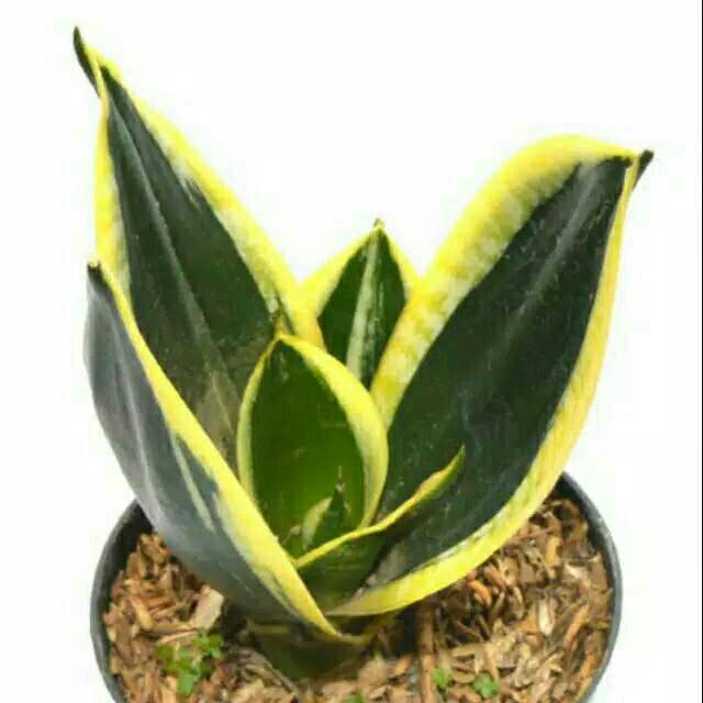 Bibit tanaman sansivera pagoda-sansivera pagoda-bibit-sansivera