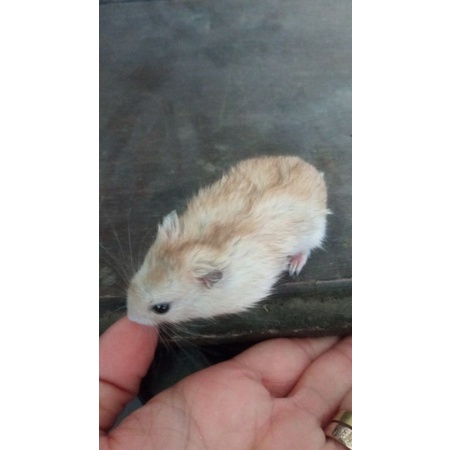 Image of Hamster winter white golden #2