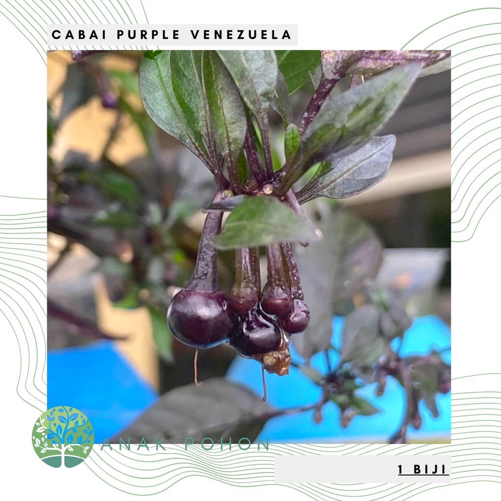 Benih Bibit Biji - Cabai Purple Venezuela Cabe Ungu Mini Pepper Seeds