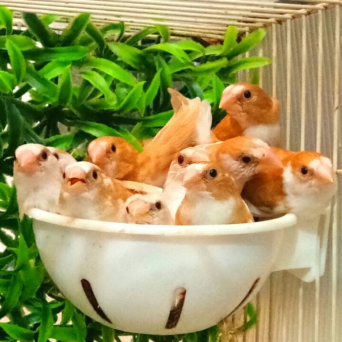 TERLARIS BURUNG EMPRIT JEPANG ANAKAN (RANDOM) HG0140