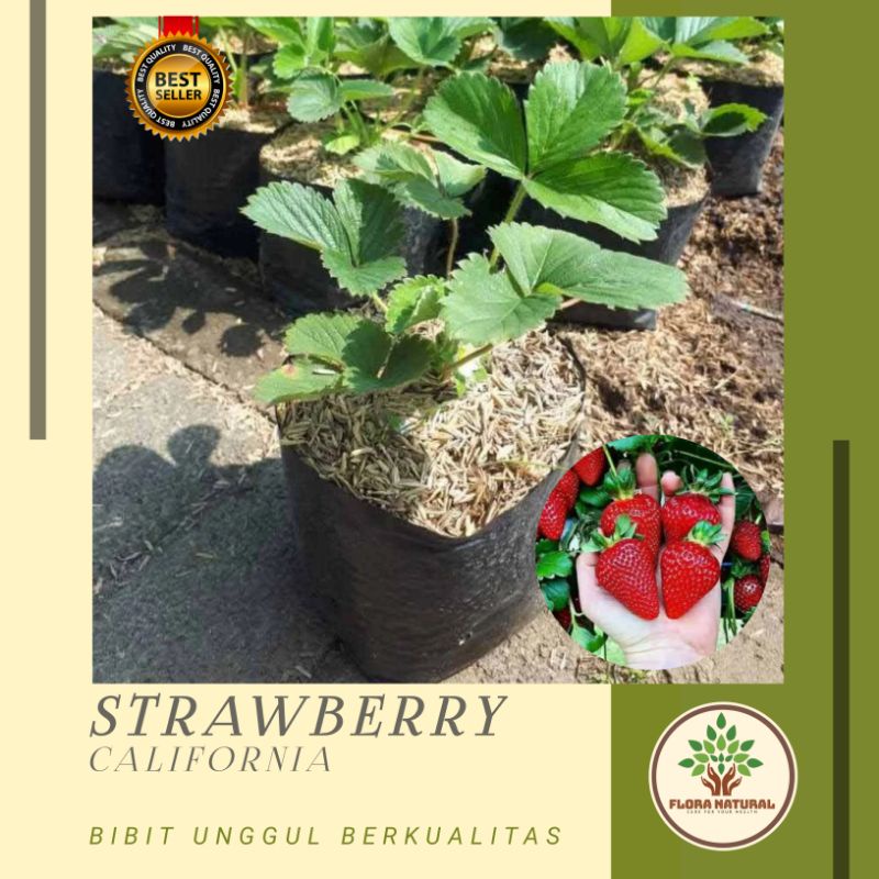 Bibit tanaman strawberry california Pohon strawberry california