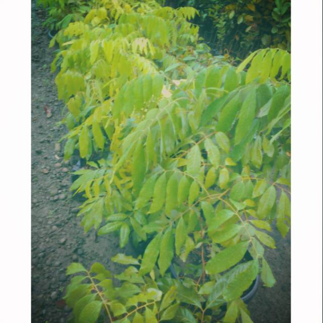 Bibit Kelengkeng Kristal  Bibit Kelengkeng New Kristal  Bibit Tanaman Kelengkeng New Kristal 