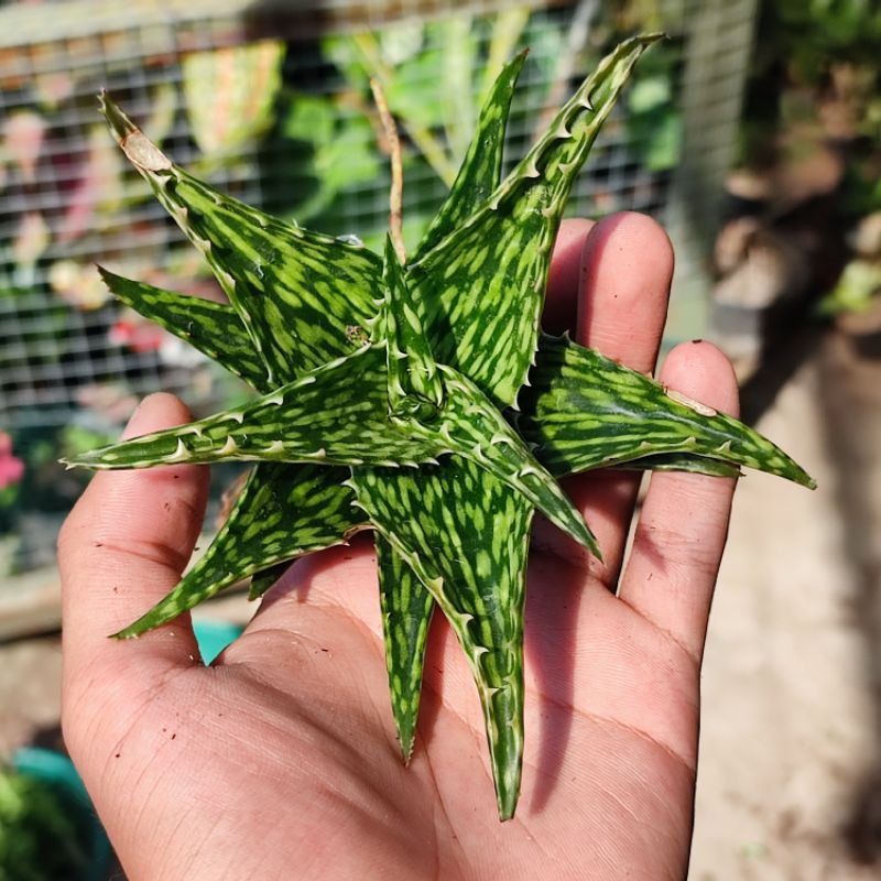 Aloe jucunda sukulen / Aloe mini