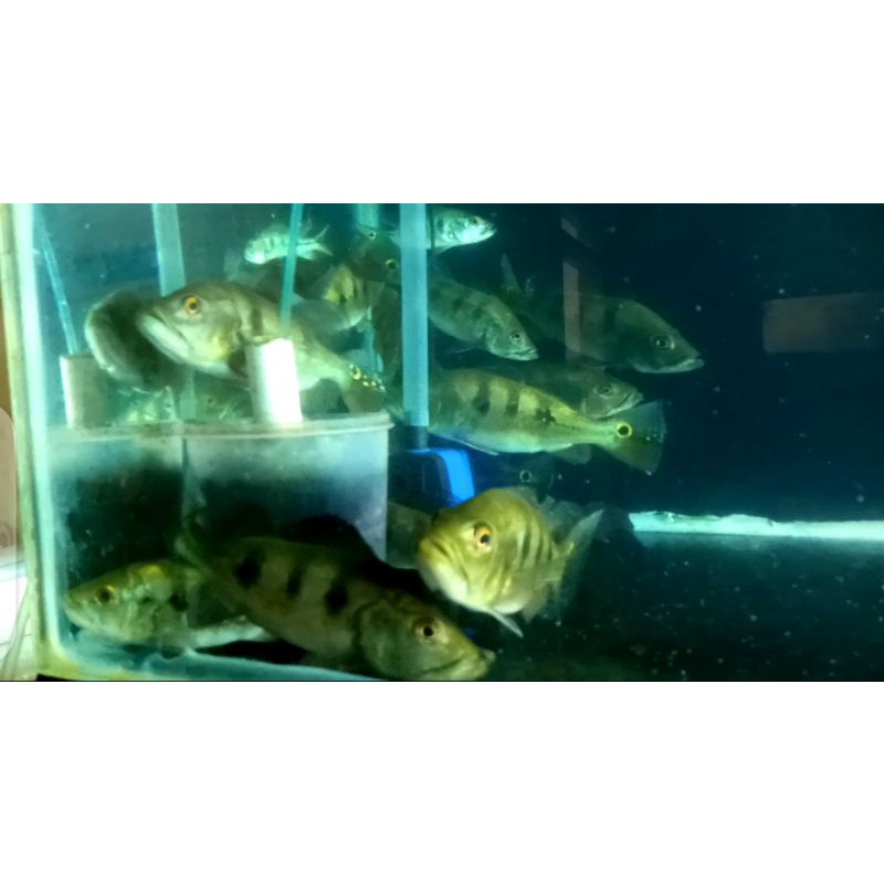 pbass mono, peacok basis, monoculus