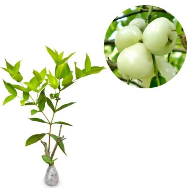 Tanaman jambu air camplong