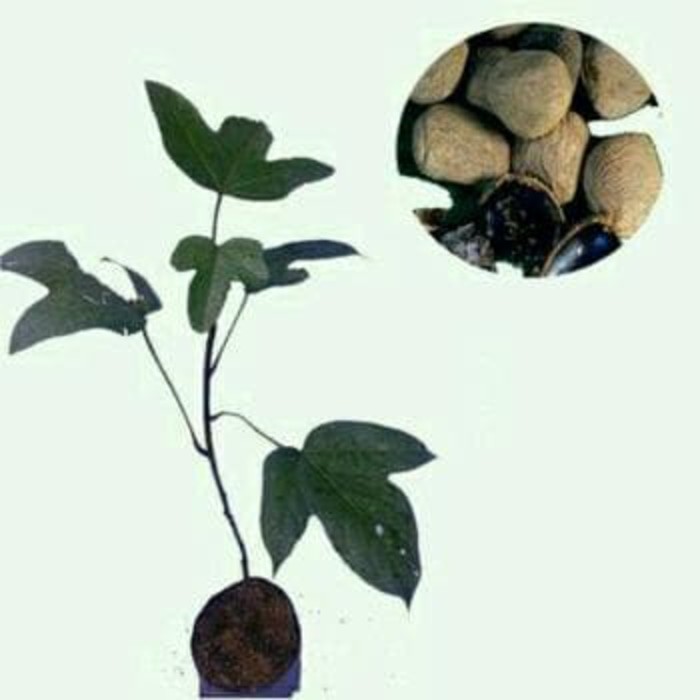 bibit tanaman kluwek