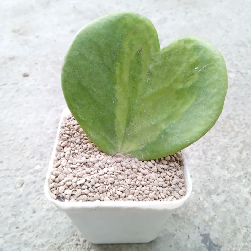 Hoya Love | Sweetheart Plant | Hoya Kerrii Variegata