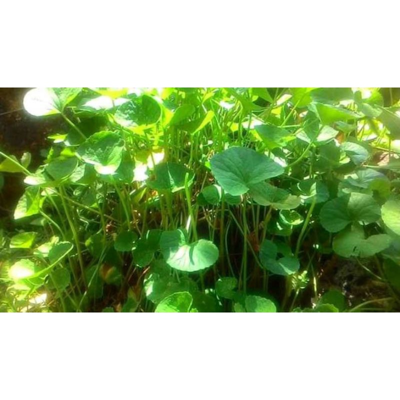 

Daun antanan/pegagan 250 gram