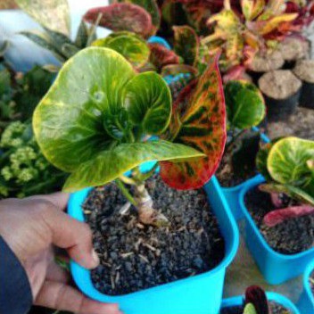 Tanaman Puring Apel Rehana