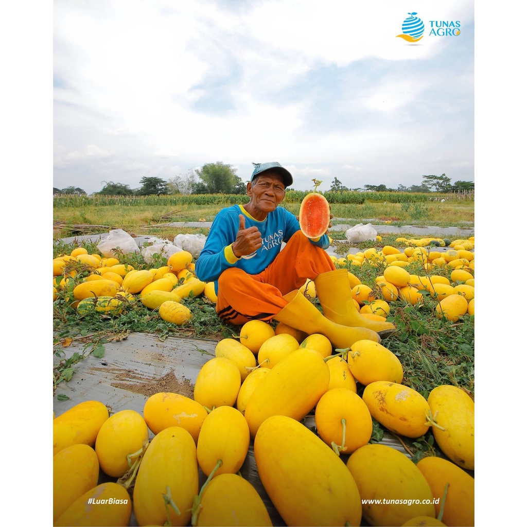 Benih Bibit Biji - Semangka Inul Berbiji Kulit Kuning Daging Merah Jenar F1 Berumur Genjah Seeds