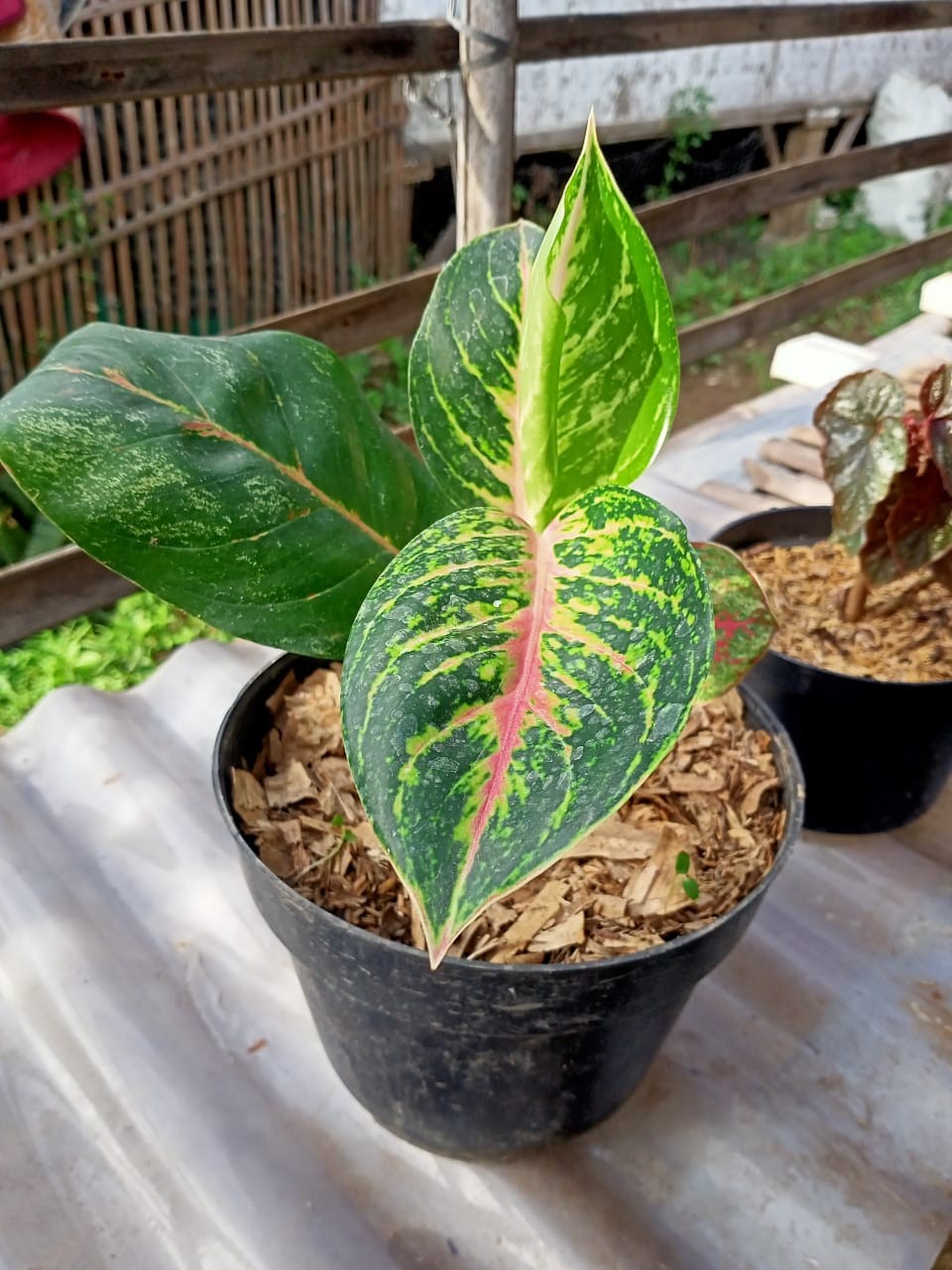 Dress Batik Anak Glazy